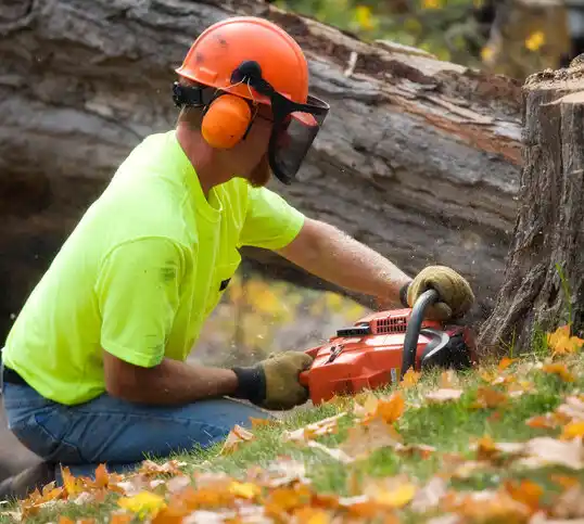 tree services Cincinnati